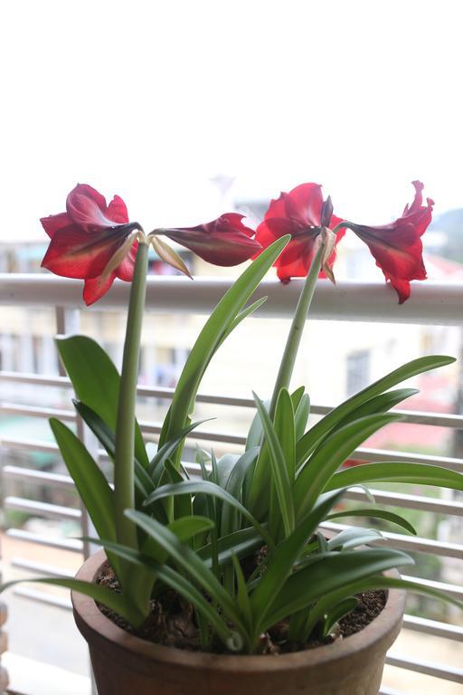 Tina Family Otel Da Lat Dış mekan fotoğraf